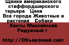 Щенки американского стаффордширского терьера › Цена ­ 20 000 - Все города Животные и растения » Собаки   . Ханты-Мансийский,Радужный г.